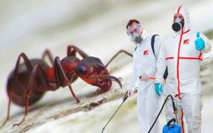 Эффективное уничтожение муравьев в квартирах Москвы