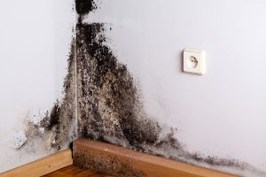 Эффективные методы уничтожения плесени на стенах